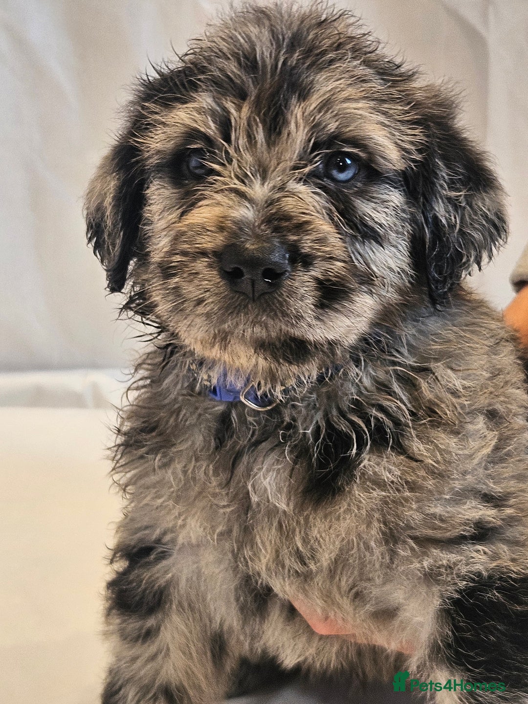 Mixed Breed dogs for sale: Rottweiler x poodle puppies ✨️ready now✨️ - Advert 27