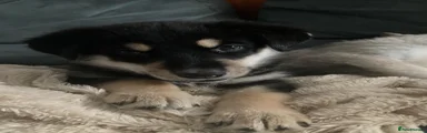 Shepsky 6