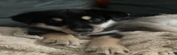Shepsky dogs for sale: Shepsky puppies  - Advert 27