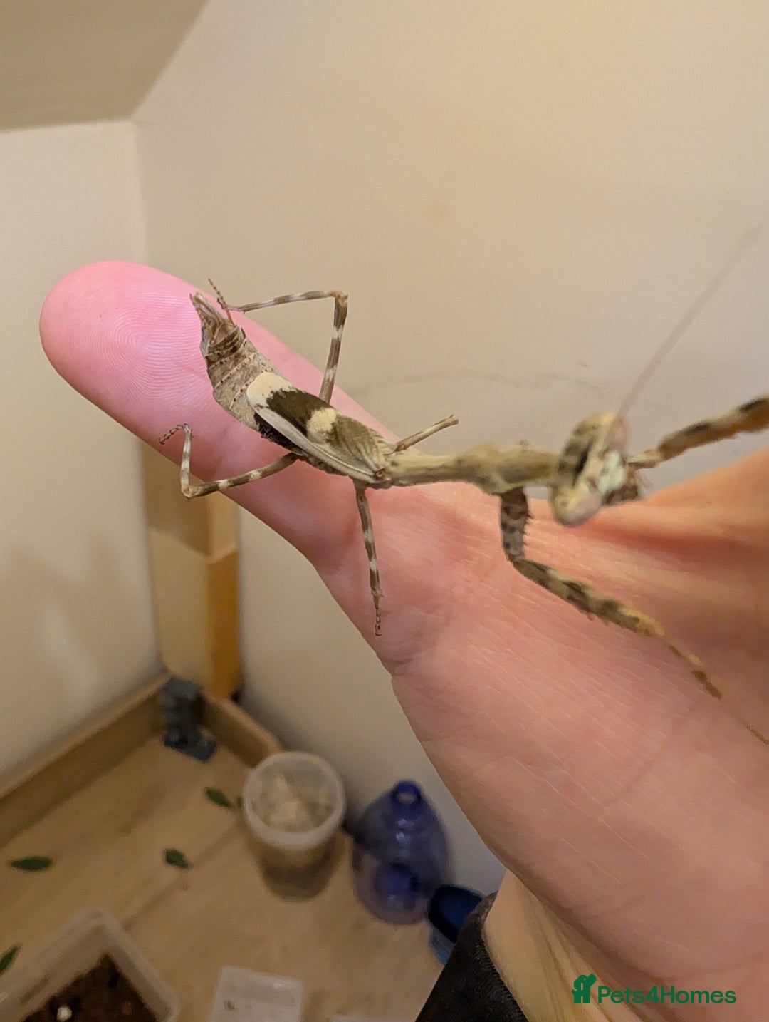 Praying Mantis invertebrates for sale: Budwing and African mantis  - Image 2