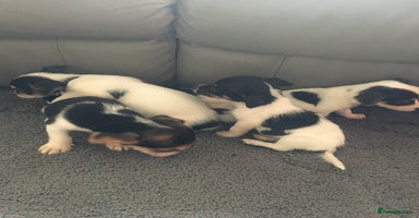 Jack Russell dogs - Advert 6