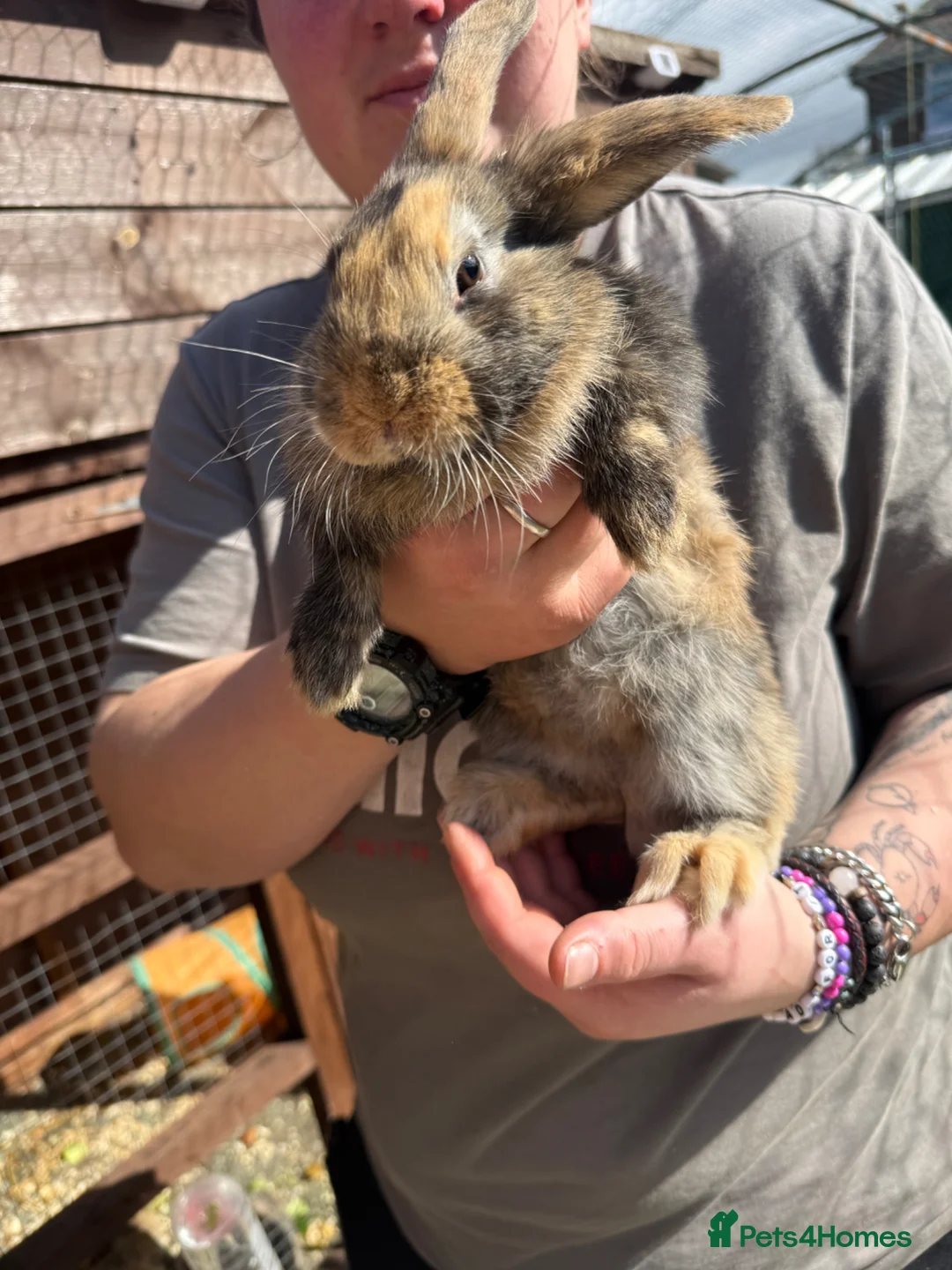 Mixed Breed rabbits for sale: Female Baby Rabbits lion x lop - Advert 2