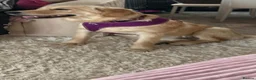 Golden Retriever dogs for sale: Golden retriever female  - Advert 3