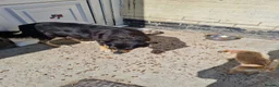 Border Collie dogs for sale: Border Collie Pups - Advert 3