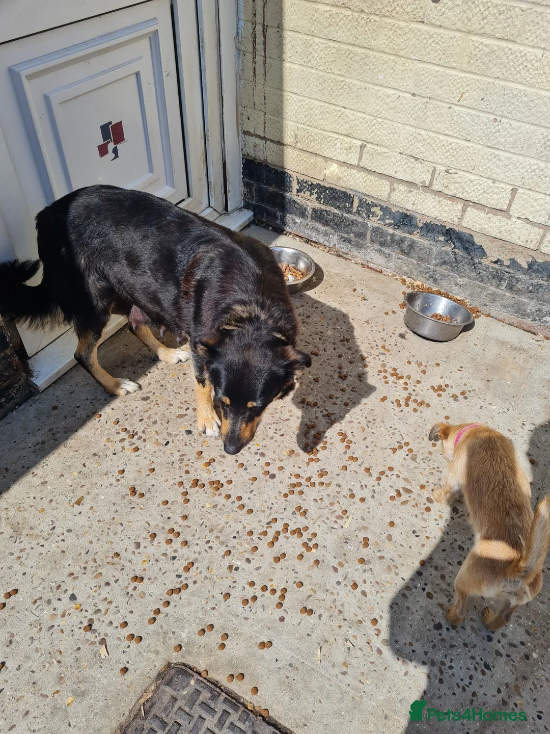 Border Collie dogs for sale: Border Collie Pups - Advert 3