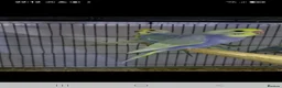 Budgerigars birds for sale: Budgies for sale Birmingham  - Advert 4