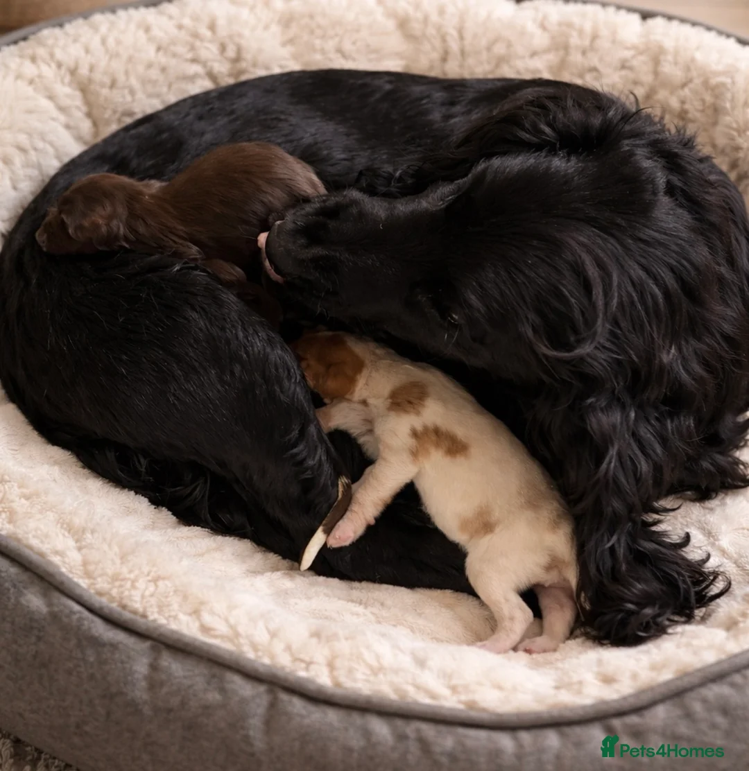 Sprocker dogs for sale: Sprocker Puppies  in Swadlincote - Advert 2
