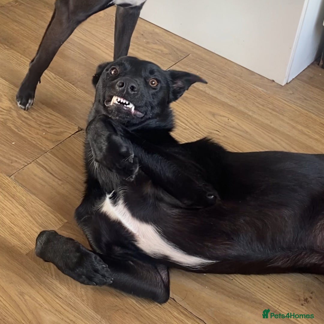 Mixed Breed dogs for sale: jupiter  - Advert 3