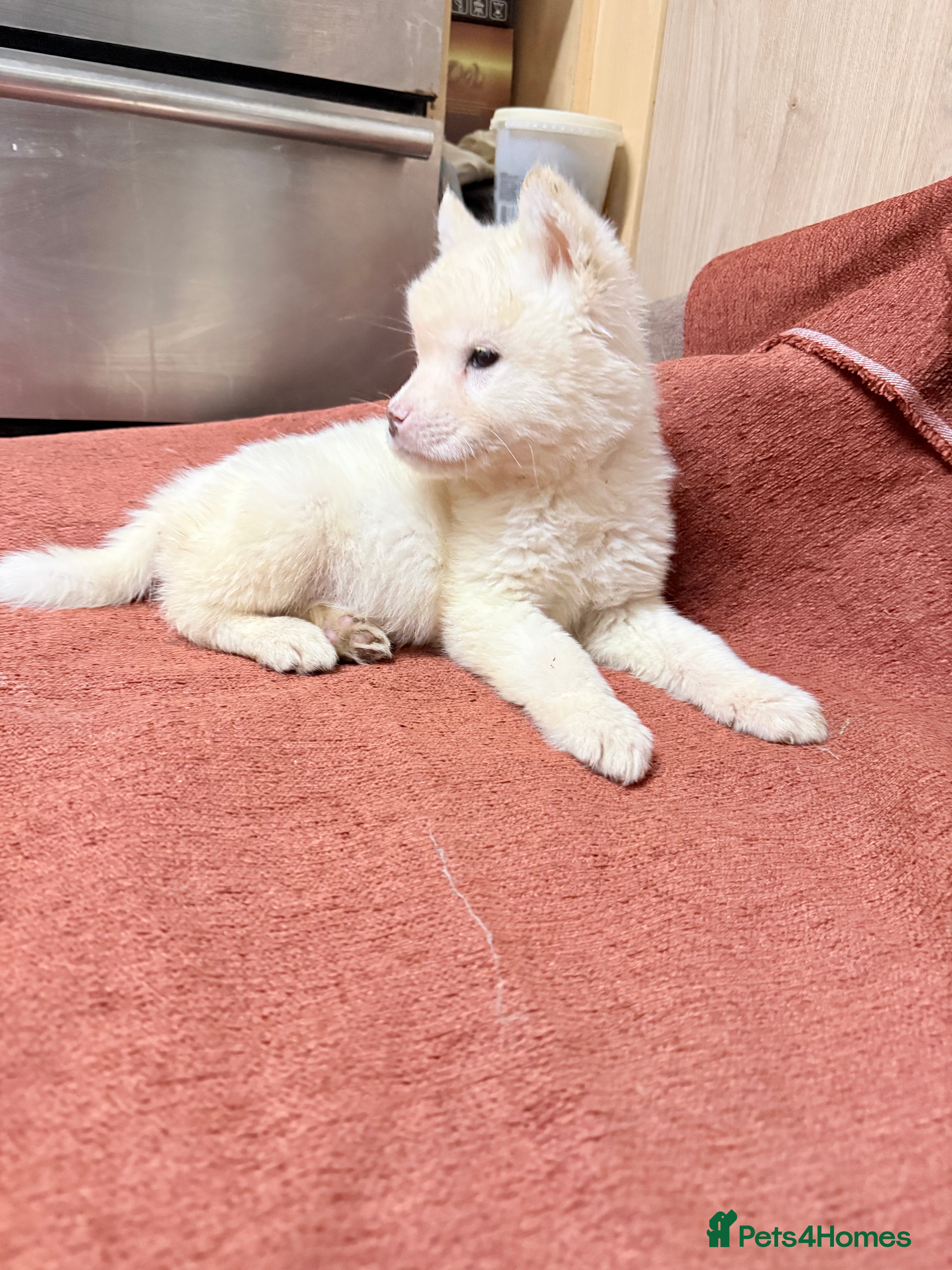 Akita dogs American Akita - Advert 3