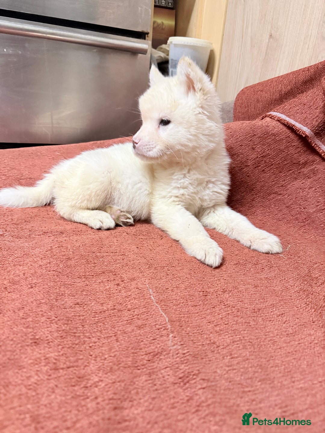 Akita dogs for sale: American Akita - Advert 1