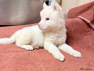 Akita dogs American Akita - Advert 3