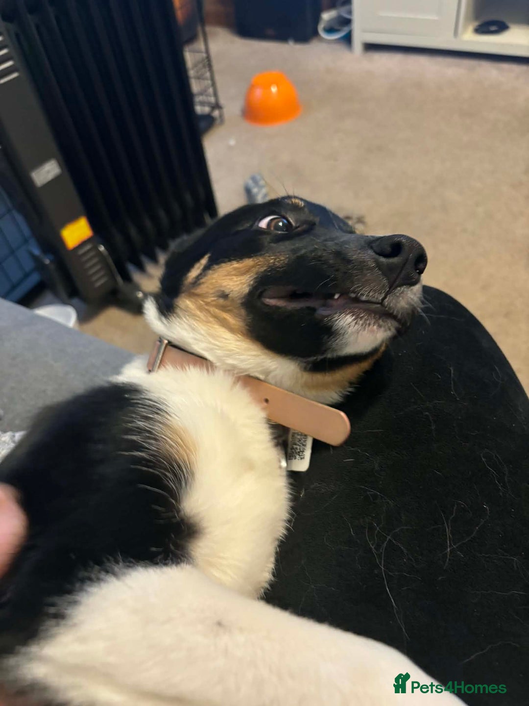 Border Collie dogs for sale: Tri colour border collie - Advert 6