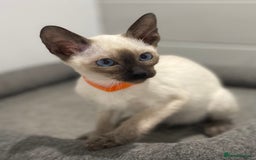 Siamese cats for sale: GCCF Registered Pure Traditional Siamese.  - Image 1