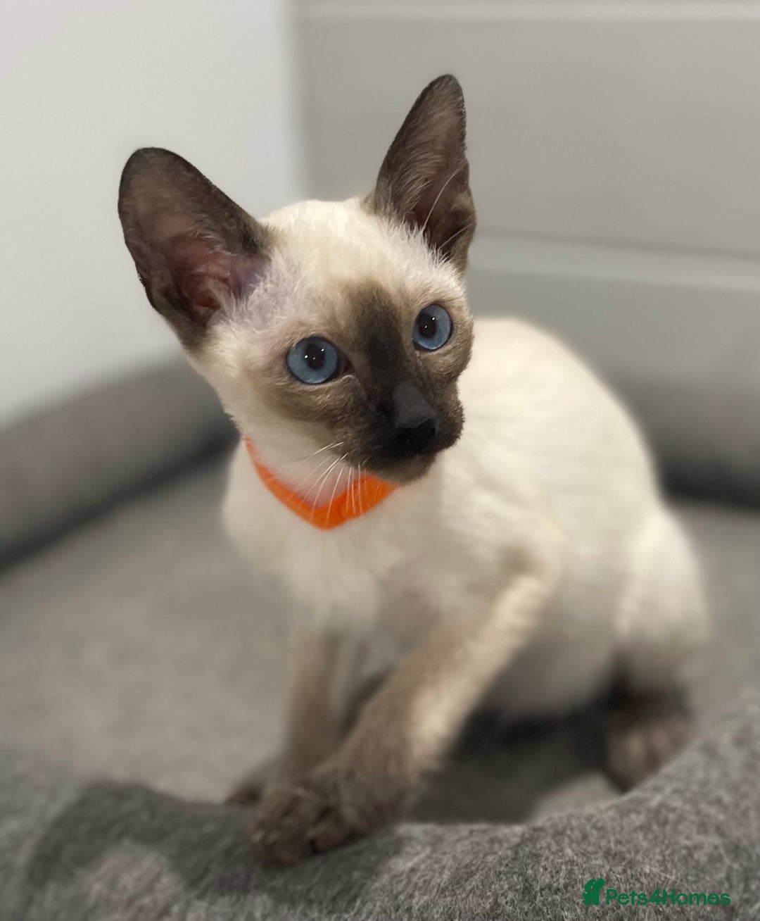 Siamese cats for sale: GCCF Registered Pure Traditional Siamese.  - Image 1