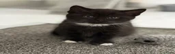 Mixed Breed cats for sale: Beautiful Tuxedo Girl Kittens £100 - Advert 2