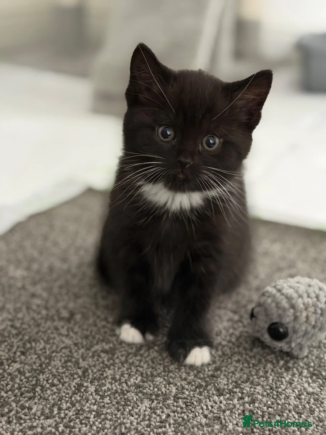 Mixed Breed cats for sale: Beautiful Tuxedo Girl Kittens £100 - Advert 2
