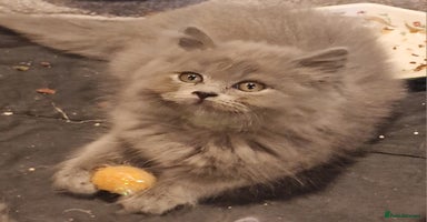 British Longhair cats - Advert 2