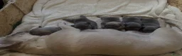 French Bulldog dogs for sale: 5* FRENCH BULLDOGS FOR SALE! - Advert 6