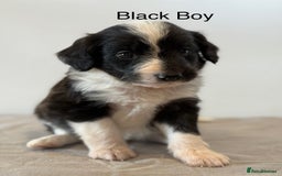 Mixed Breed dogs for sale: Stunning litter of Welsh Collie X Toy Poodle - Image 8