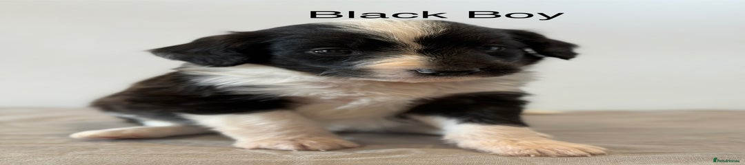 Black Boy