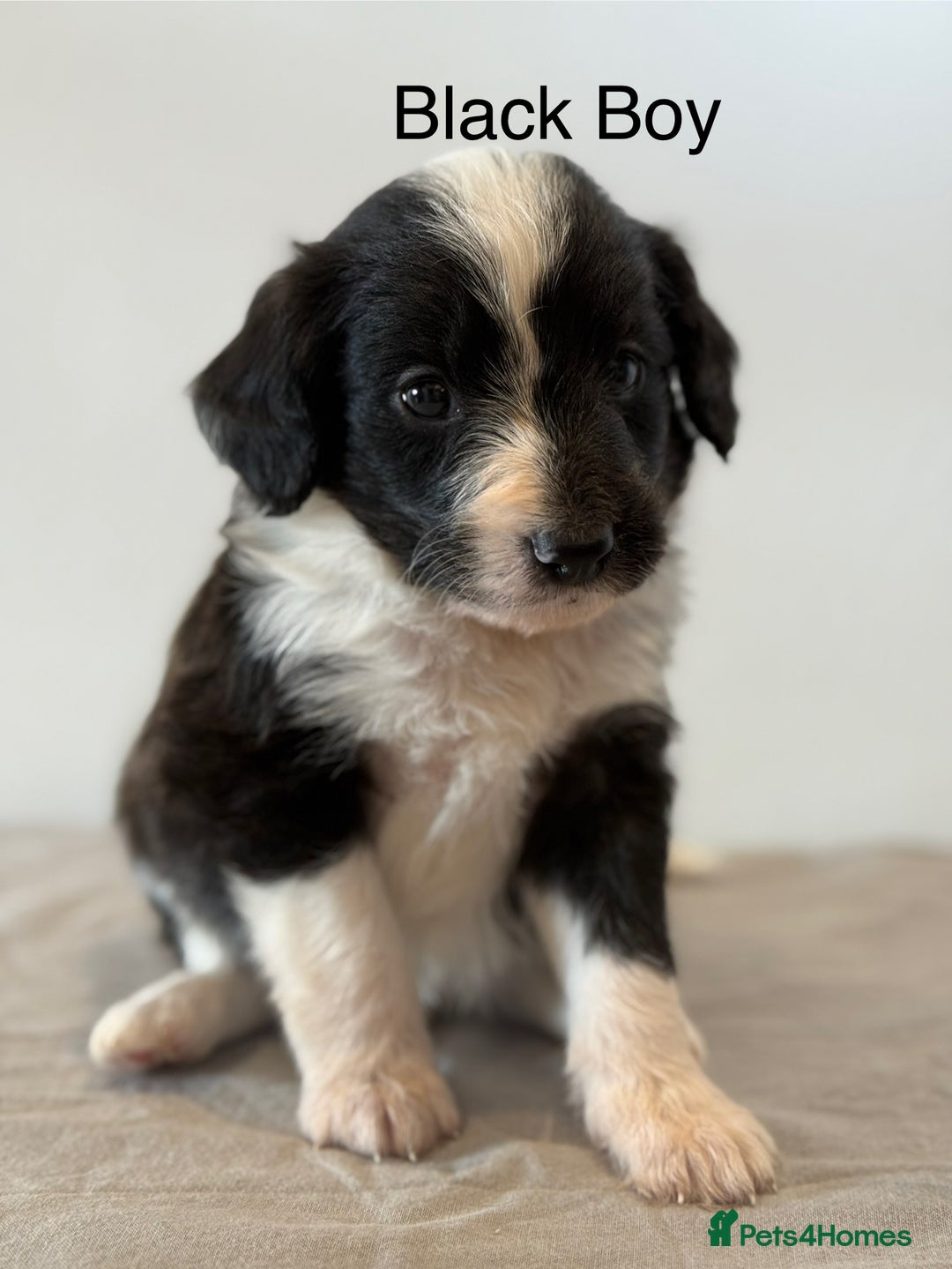 Mixed Breed dogs for sale: Stunning litter of Welsh Collie X Toy Poodle - Image 8