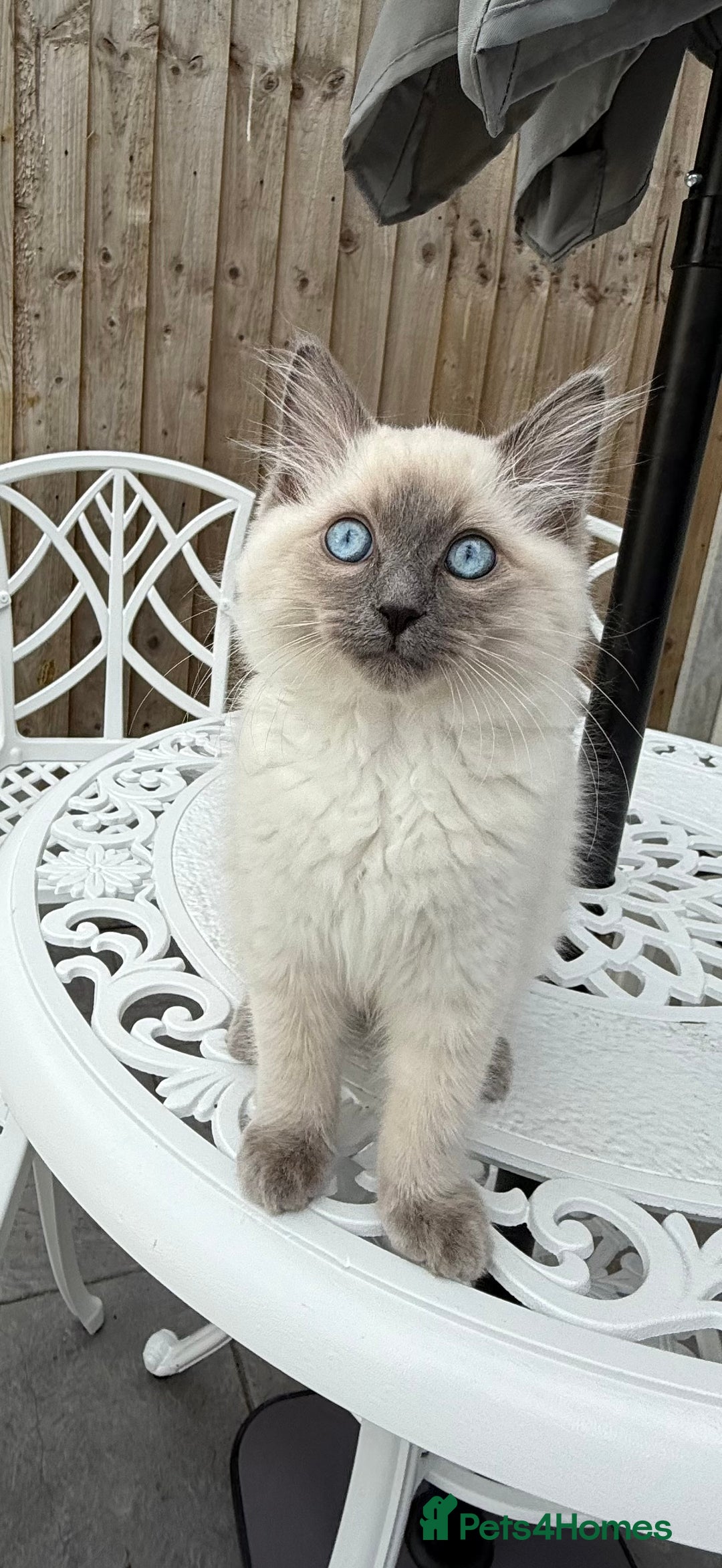 Ragdoll cats for sale: Beautiful Ragdoll male  - Advert 8