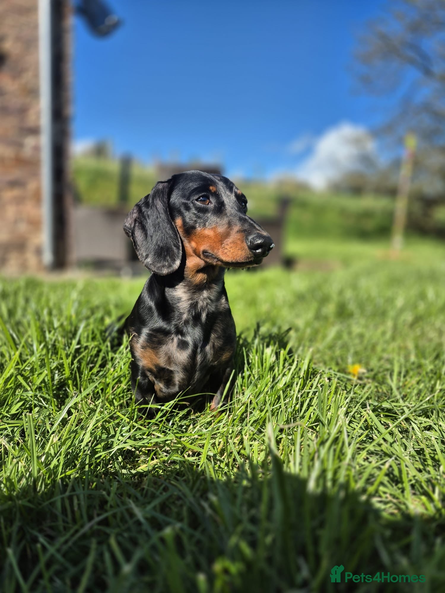 Dachshund dogs Dachshund available for stud - Advert 1