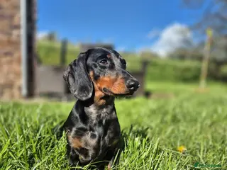 Dachshund dogs Dachshund available for stud - Advert 1