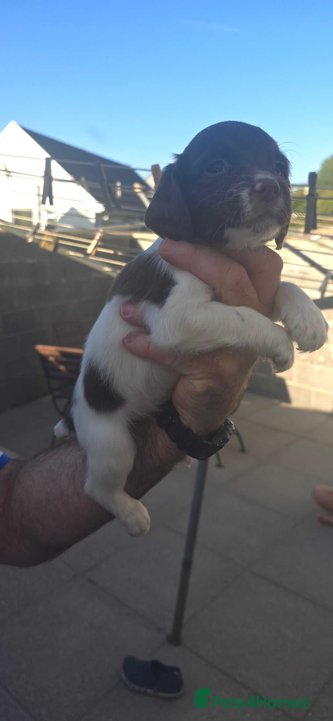 English Springer Spaniel dogs for sale: KC Working English Springer Spaniel Puppies - Image 3