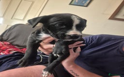 Mixed Breed dogs for sale: Litter of 7 beautiful puppies - Image 19