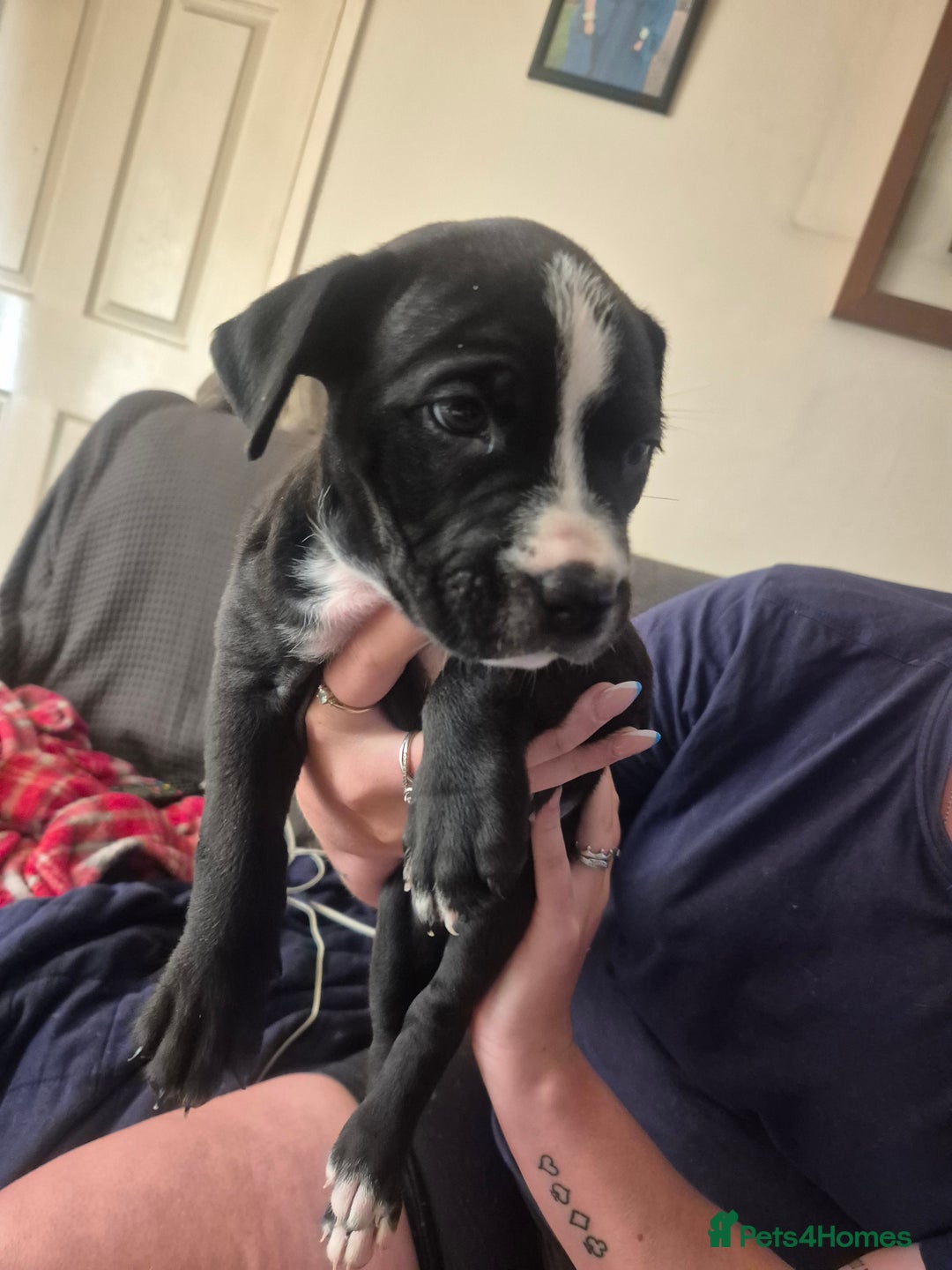 Mixed Breed dogs for sale: Litter of 7 beautiful puppies - Image 19