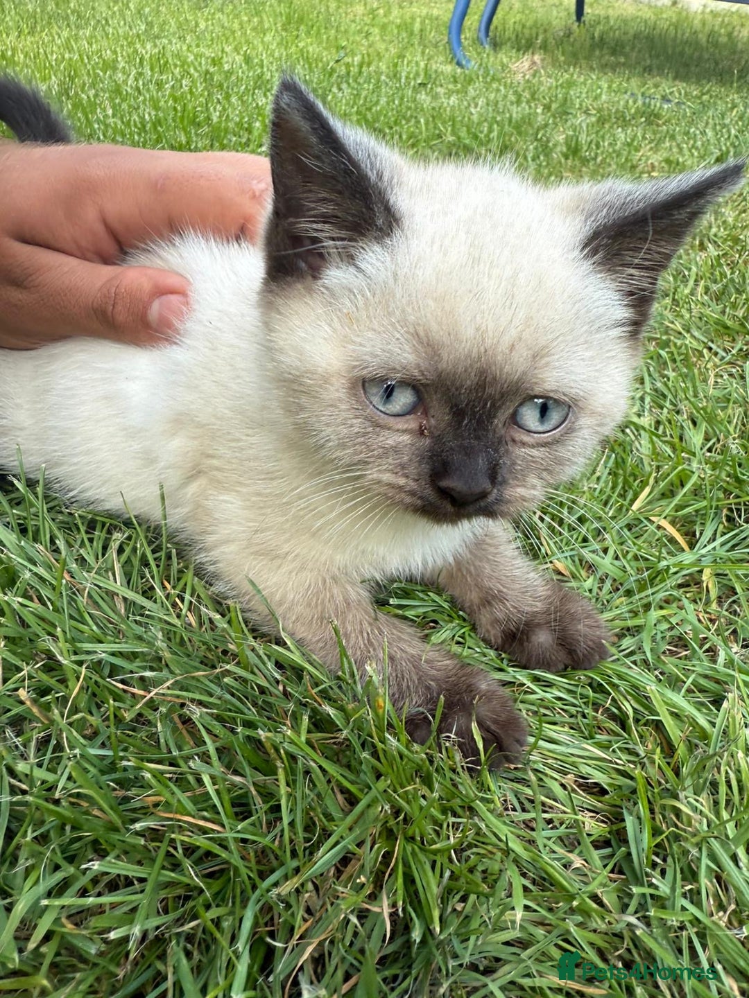 British Shorthair cats for sale: FEMALE BRITISH SHORTHAIR KITTEN - Image 1