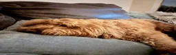Cockapoo dogs for stud: Stunning Fully Health Tested F2b Cockapoo Proven ! - Advert 29