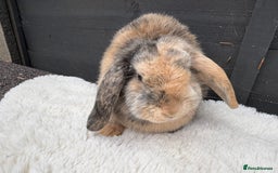 Mini Lop rabbits for sale: 🤎Chocolate Boy Mini Lop Ready to Leave 🤎 - Image 8