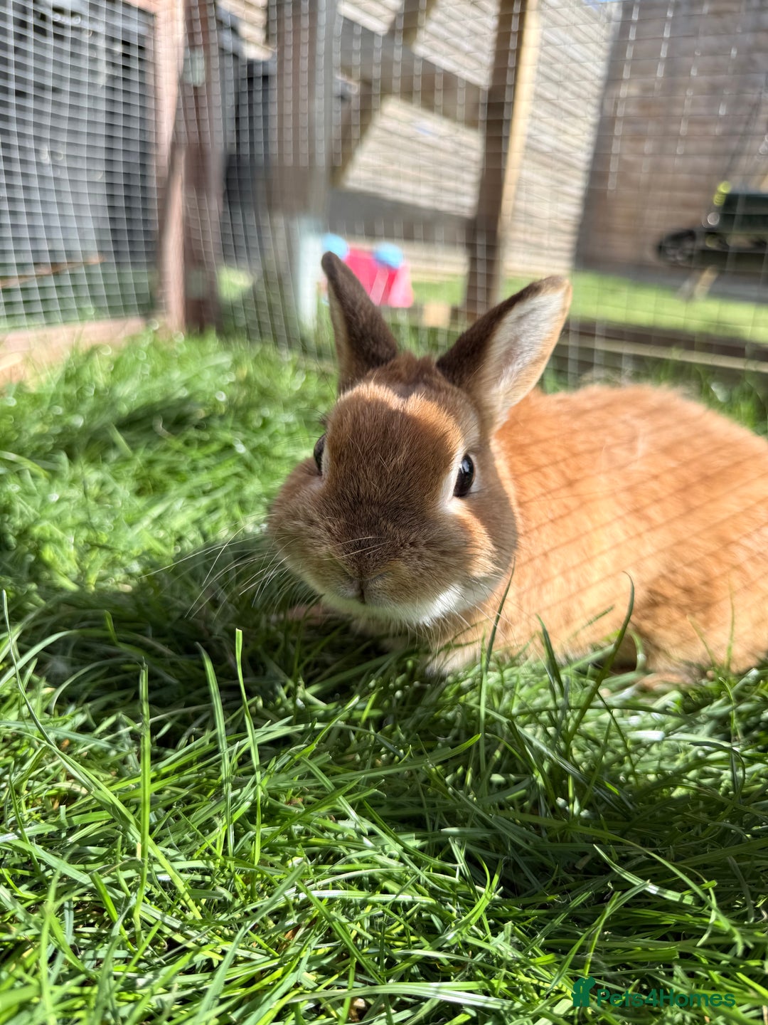 Netherland Dwarf rabbits for sale: •AVAILABLE• Pedigree Netherland Dwarf Bunny in Rushden - Image 6