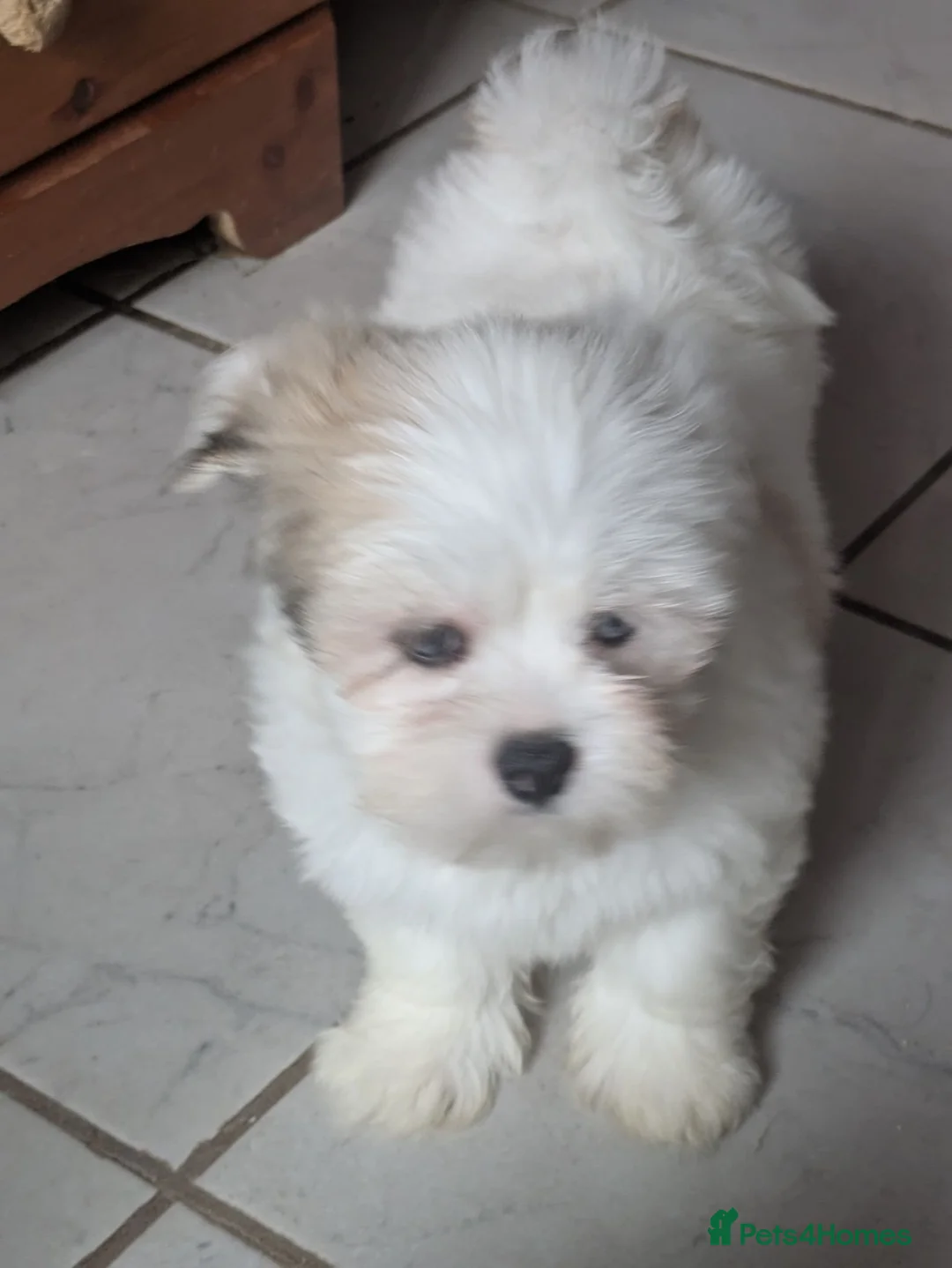 Lhasa Apso dogs for sale: Lhasa apso puppies  in Newton Aycliffe - Advert 2