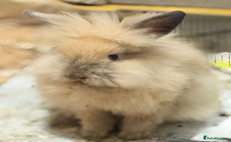 Lionhead rabbits - Advert 5
