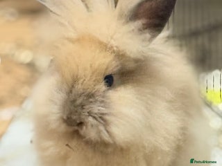 Lionhead rabbits - Advert 3