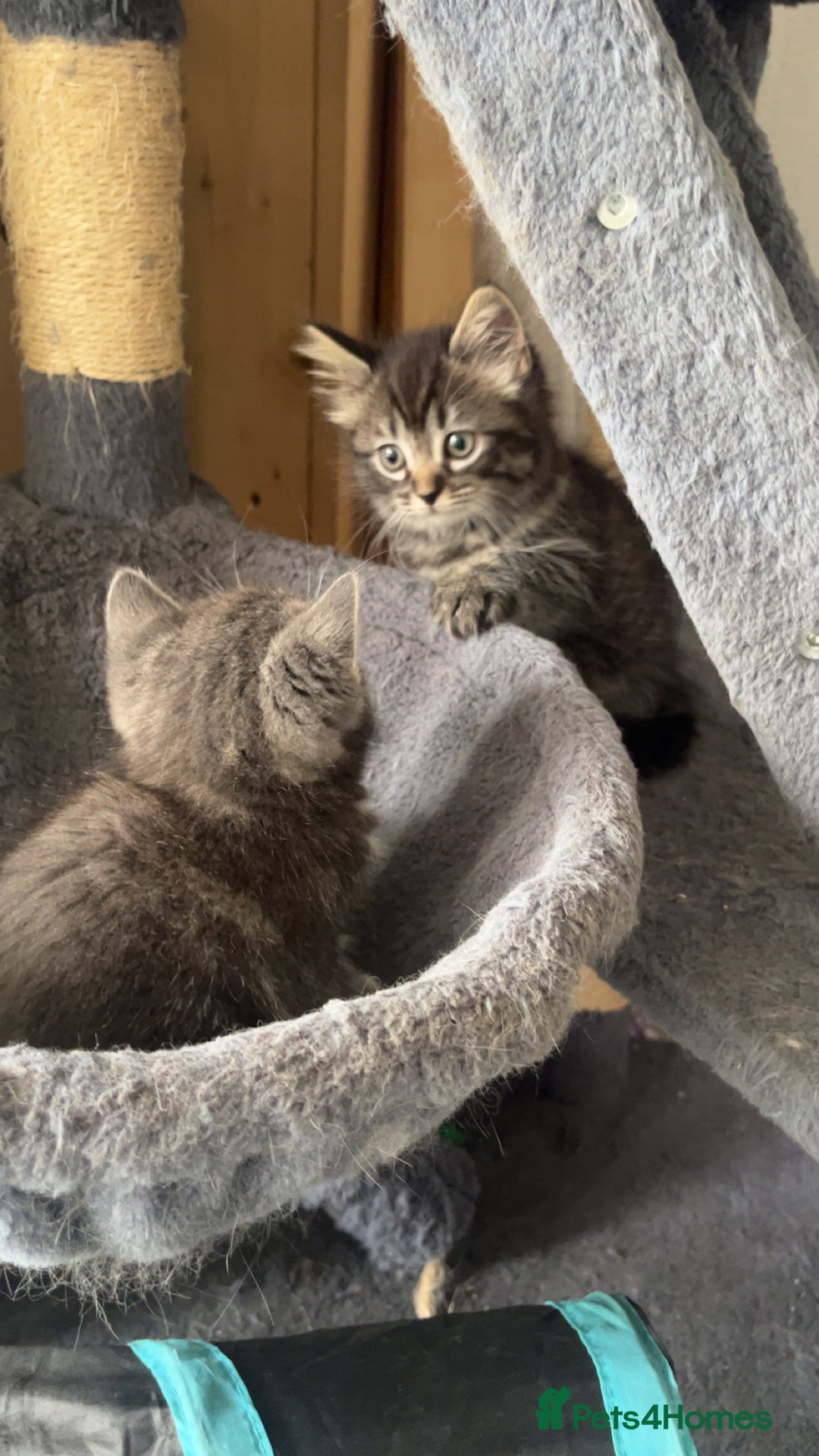 Mixed Breed cats for sale: Siamese/bsh domestic cross kittens  - Image 7