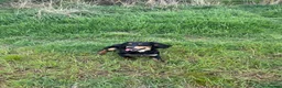 Cocker Spaniel dogs for sale: Well trained 12months dog - Advert 1