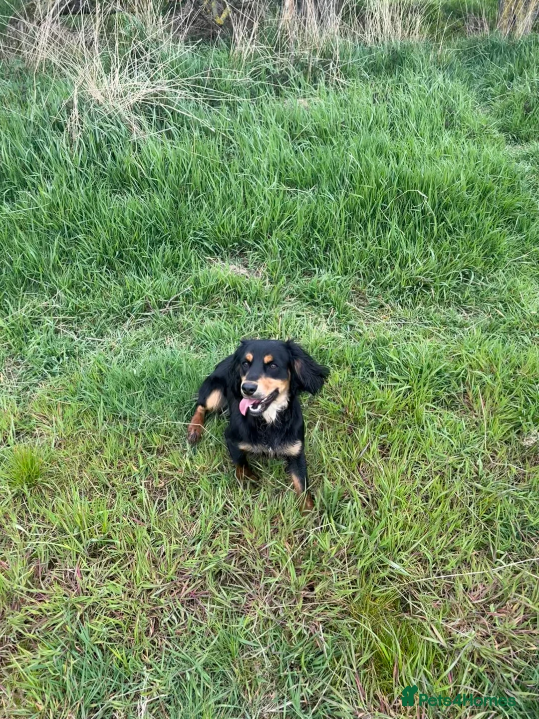 Cocker Spaniel dogs for sale: Well trained 12months dog - Advert 1