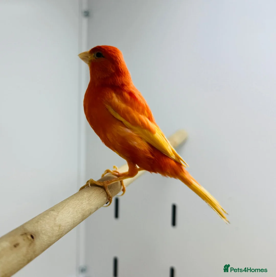 Canaries birds for sale: Red mosaic . Harlequin. Red factor - Advert 8