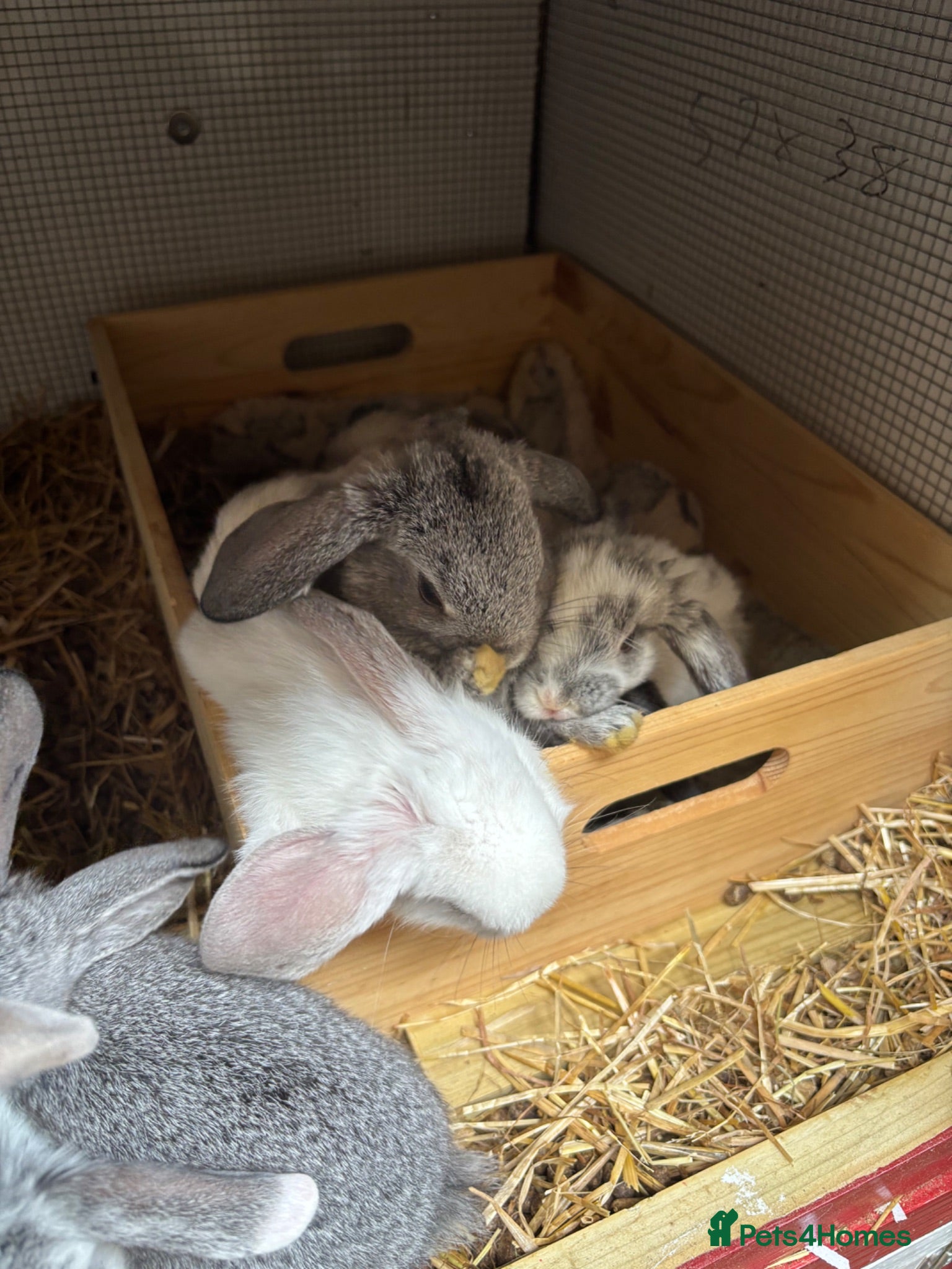 Mini Lop rabbits 🐰 Beautiful Mini Lop Baby Bunnies– Ready to go 🐰 - Advert 12