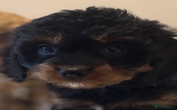 Cavapoo dogs for sale: Health-checked calm loving pups - Image 5