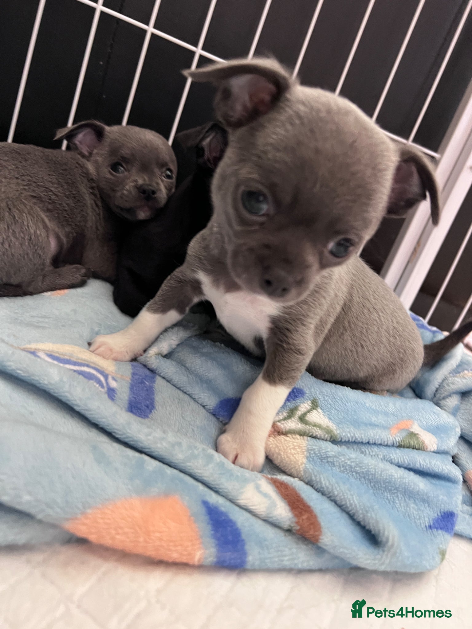 Chihuahua dogs Beautiful Chihuahua Puppies for Sale - Advert 3