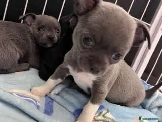 Chihuahua dogs Beautiful Chihuahua Puppies for Sale - Advert 3