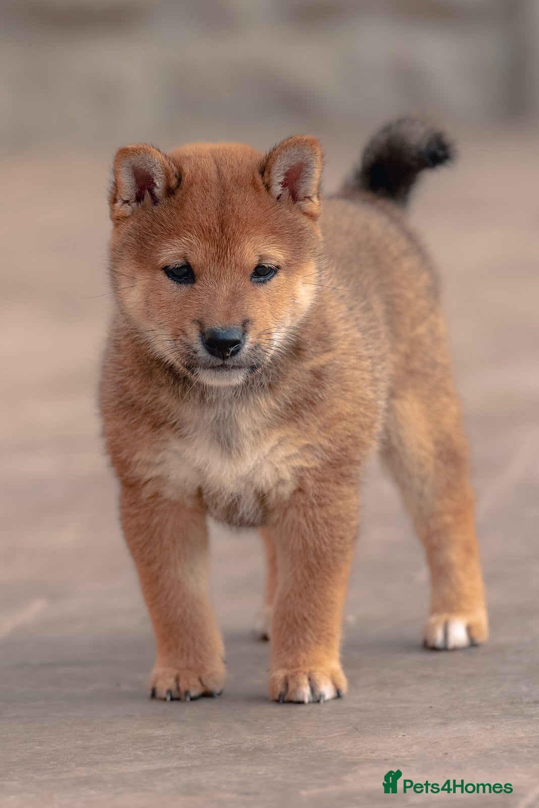 Japanese Shiba Inu dogs  Red sesame Top European & Japanese Bloodlines KC - Advert 5