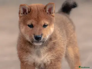 Japanese Shiba Inu dogs Red sesame Top European & Japanese Bloodlines KC - Advert 5