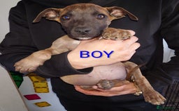 Mixed Breed dogs for sale: Mix breed  - Image 6