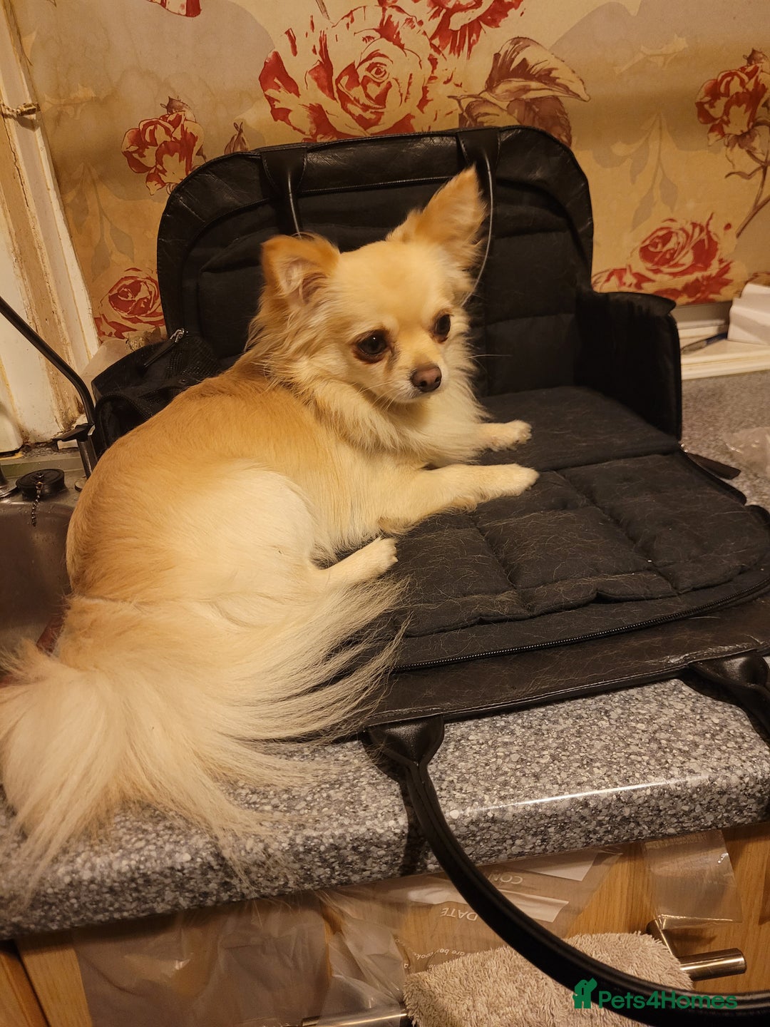 Chihuahua dogs for stud: Duties only not for sale in Liskeard - Image 7